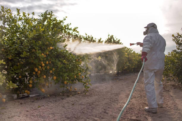 Best Pest Control Near Me  in Bosque Farms, NM