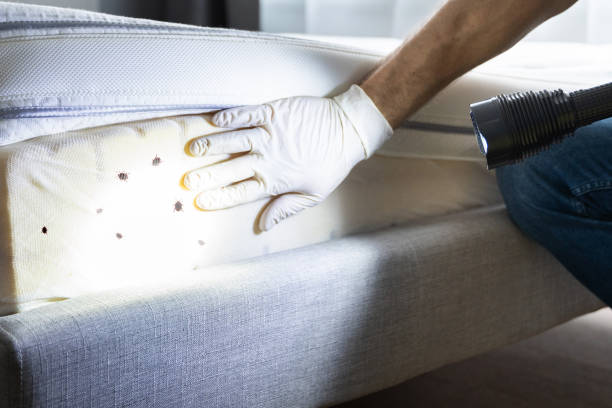 Best Exterminator Services  in Bosque Farms, NM