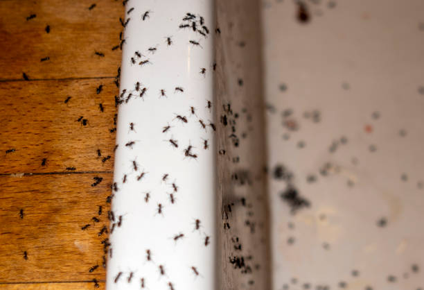 Best Pest Prevention Services  in Bosque Farms, NM