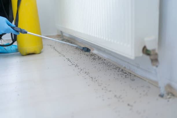Best Affordable Pest Control Services  in Bosque Farms, NM